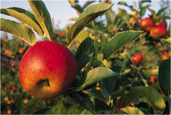 Zošívanie ovocia do jabloní