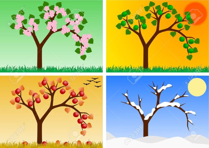 apple-tree-in-four-seasons-Stock-Photo